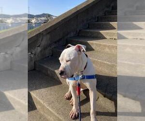 American Bulldog Dogs for adoption in San Francisco, CA, USA