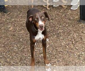 Doberman Pinscher-Unknown Mix Dogs for adoption in Visalia, CA, USA