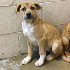 Chinese Shar-Pei Dogs for adoption in Hamilton, GA, USA