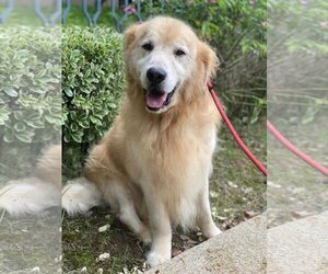 Golden Retriever Dogs for adoption in Plantation, FL, USA