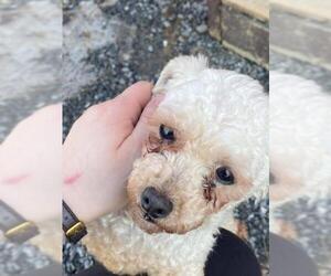 Poodle (Toy) Dogs for adoption in Lewistown, PA, USA