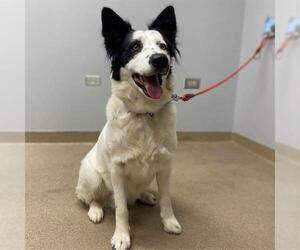Border Collie Dogs for adoption in Aurora, CO, USA