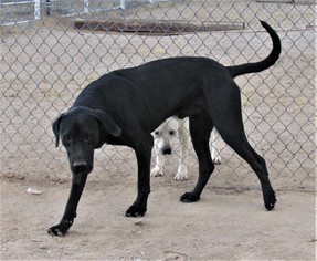 Great Dane-Unknown Mix Dogs for adoption in San Tan Valley, AZ, USA