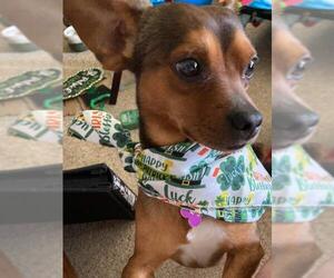 Chiweenie Dogs for adoption in Elgin, IL, USA