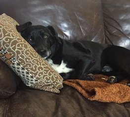 Small Labrador Retriever Mix