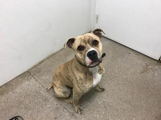 Boxer Dogs for adoption in Lawrence, KS, USA