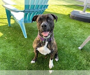 American Pit Bull Terrier-Unknown Mix Dogs for adoption in Santa Clara, CA, USA
