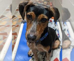 Beagle-Unknown Mix Dogs for adoption in Newnan, GA, USA