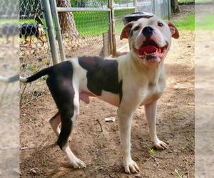 Bullypit Dogs for adoption in Little Rock, AR, USA