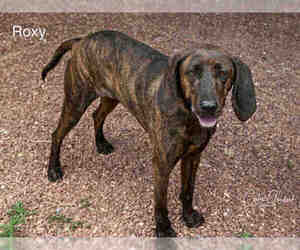 Plott Hound Dogs for adoption in Santa Fe, NM, USA