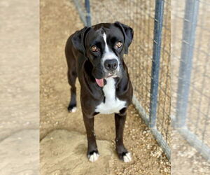 Boxer Dogs for adoption in Austin, TX, USA