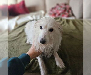 Mutt Dogs for adoption in Chico, CA, USA