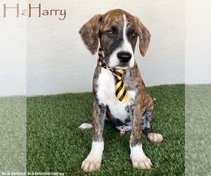 Boxer-Plott Hound Mix Dogs for adoption in San Diego, CA, USA