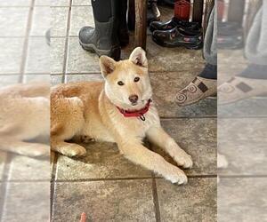 Australian Shepherd-Siberian Husky Mix Dogs for adoption in Chama, NM, USA