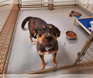 Rottweiler-American Pit Bull Terrier Dogs for adoption in Iroquois, IL, USA