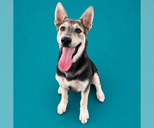 German Shepherd Dog-Unknown Mix Dogs for adoption in Pearland, TX, USA