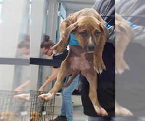 American Pit Bull Terrier-Unknown Mix Dogs for adoption in Oklahoma City, OK, USA