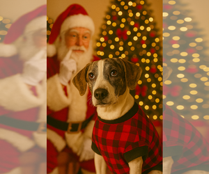 Mutt Dogs for adoption in Sanford, FL, USA