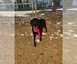 Mutt Dogs for adoption in Salt Lake City, UT, USA