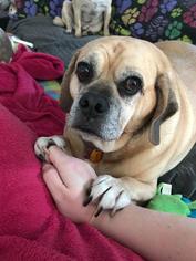 Puggle Dogs for adoption in Mansfield, TX, USA
