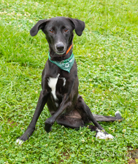 Saluki-Unknown Mix Dogs for adoption in Alpharetta, GA, USA