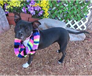 American Pit Bull Terrier-Unknown Mix Dogs for adoption in Oklahoma City, OK, USA