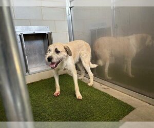 Irish Wolfhound-Unknown Mix Dogs for adoption in Grand Prairie, TX, USA