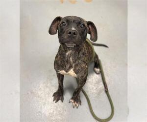 American Pit Bull Terrier Dogs for adoption in Peoria, IL, USA