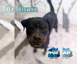 Rottweiler Dogs for adoption in Binghamton, NY, USA