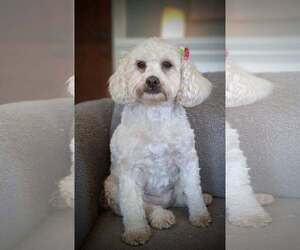 Shih-Poo Dogs for adoption in Mukwonago, WI, USA