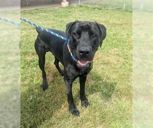 Labrador Retriever-Unknown Mix Dogs for adoption in Springfield, MA, USA