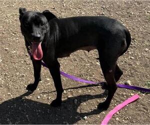 Labrador Retriever-Unknown Mix Dogs for adoption in San Antonio, TX, USA