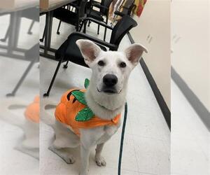 Siberian Husky-Unknown Mix Dogs for adoption in Corpus Christi, TX, USA