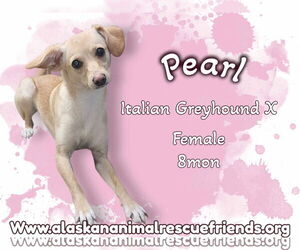 Italian Greyhound-Unknown Mix Dogs for adoption in Anchorage, AK, USA