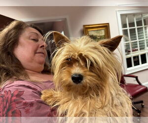 Mutt Dogs for adoption in Holly Springs, NC, USA