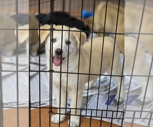 Golden Retriever-Huskies Mix Dogs for adoption in SHERBURNE, NY, USA
