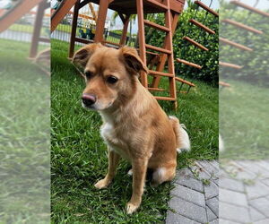 Labrador Retriever-Unknown Mix Dogs for adoption in Royal Palm Beach, FL, USA