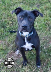 American Pit Bull Terrier-Unknown Mix Dogs for adoption in Tuskegee, AL, USA