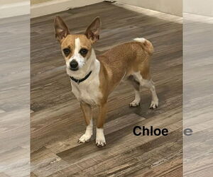 Chihuahua-Unknown Mix Dogs for adoption in Colorado Springs, CO, USA