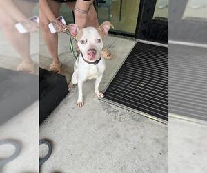 American Staffordshire Terrier Dogs for adoption in Fort Lauderdale, FL, USA