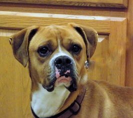 Boxer Dogs for adoption in York, SC, USA