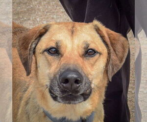 Black Mouth Cur-German Shepherd Dog Mix Dogs for adoption in Huntley, IL, USA