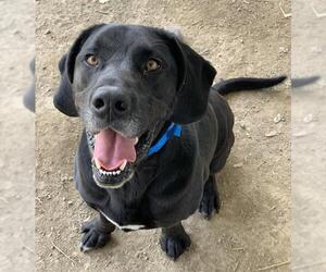 Labrador Retriever Dogs for adoption in Riverside, CA, USA