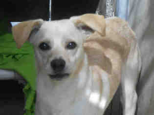 Malchi Dogs for adoption in Orange, CA, USA