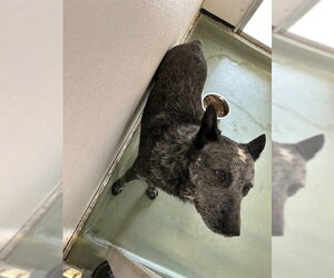 Texas Heeler Dogs for adoption in Riverside, CA, USA