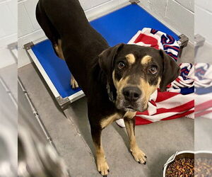Rottweiler-Treeing Walker Coonhound Mix Dogs for adoption in Tavares, FL, USA
