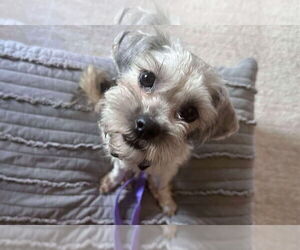Shih Tzu-Unknown Mix Dogs for adoption in Walnutport, PA, USA