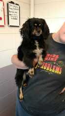Cavalier King Charles Spaniel Dogs for adoption in Elmsford, NY, USA