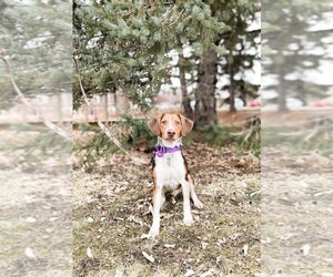 Beagle Dogs for adoption in Fargo, ND, USA