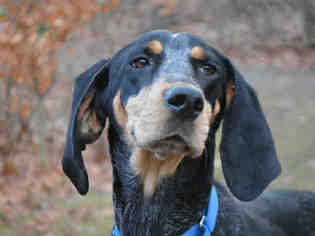 Bluetick Coonhound Dogs for adoption in Pittsburgh, PA, USA